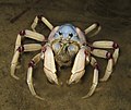 Image 8 Mictyris longicarpus Photo credit: liquidGhoul The light blue soldier crab (Mictyris longicarpus) inhabits beaches in the Indo-Pacific region. Soldier crabs filter sand or mud for microorganisms. They congregate during the low tide, and bury themselves in a corkscrew pattern during high tide, or whenever they are threatened. More selected pictures