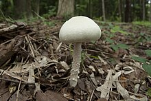 Agaricus abruptibulbus 07.jpg