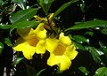 Alamanda