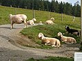 Bergschafe im Museumsgelände