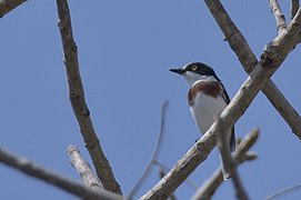 Angolan Batis female.jpg