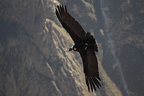 Femelle adulte à la Cruz del Cóndor, Canyon de Colca, Pérou en mai 2013.