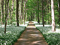 Bärlauchblüte im Leipziger Auwald