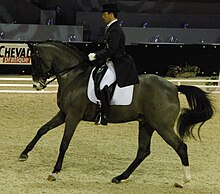 Cavalier de profil portant un chapeau en exercice de dressage sur sa monture de robe sombre.