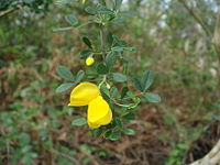 Cytisus baeticus