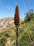 Digitalis parviflora