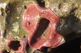 Eurystomella bilabiata (Eurystomellidae).