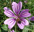 9/ Lovagny, France un 30 août Malva sylvestris