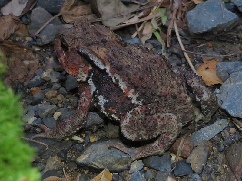 File:Japanese common toad in Mount Miroku.jpg