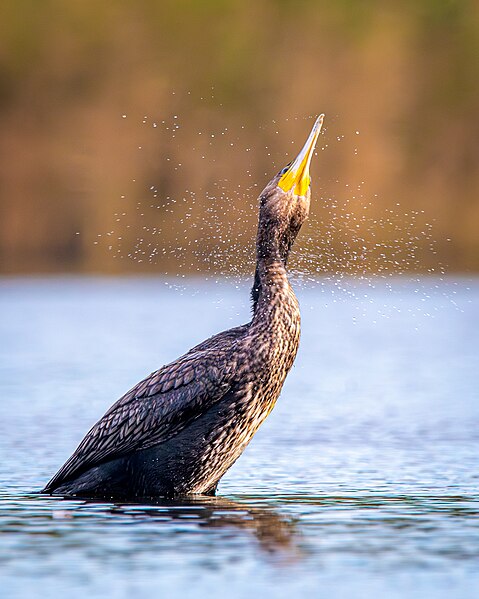 File:Kormoran (Phalacrocorax carbo) (Finisterre, Frankreich) 01.jpg