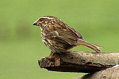 Description de l'image Streaky seedeater.jpg.