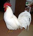 Un coq Leghorn blanc de type anglais.