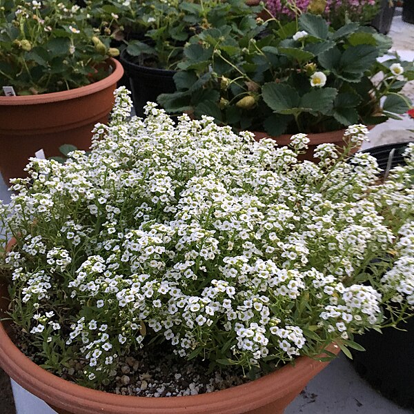 File:'Giga White' alyssum IMG 5037.jpg