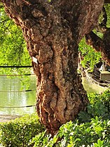 Trunk of Pithecellobium dulce