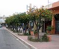 Orange trees on a street in Morocco