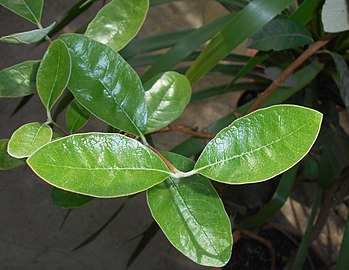 Feuilles de feijoa.