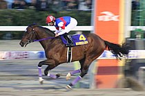 大井競馬所属時代の内田博幸騎手とアジュディミツオー