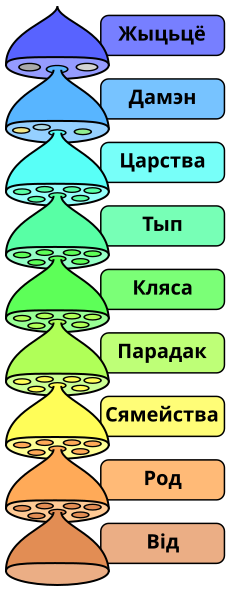 File:Biological classification L Pengo vflip be-x-old.svg