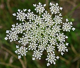 Top view of Daucus carota inflorescence, showing umbellets; the central flower is dark red.