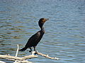 Adult non-breeding, San Diego, California