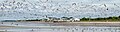 Image 59Huge flock of gulls (laughing gulls, mostly) just after they were spooked by something during a horseshoe crab feeding frenzy in Cape May, New Jersey