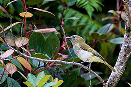 Greenbacked-whistler3.jpg