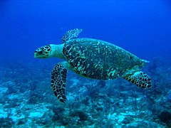 Eretmochelys imbricata[107]​