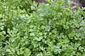 Flat-leaved Parsley