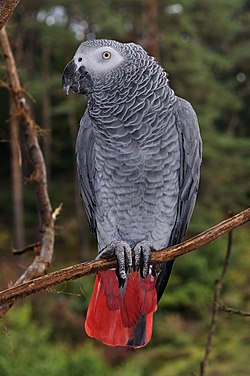 Pelēkais Kongo papagailis