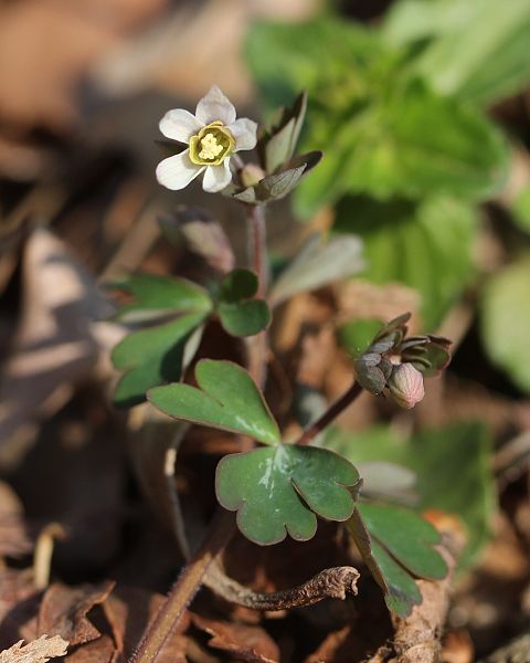 File:Semiaquilegia adoxoides.JPG