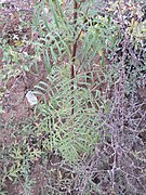 Tagetes minuta - stinking Roger at Thimphu during LGFC - Bhutan 2019 (8).jpg