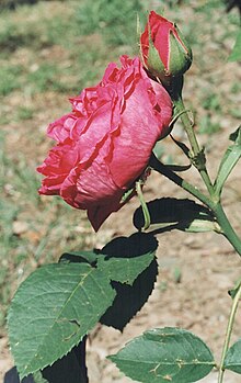 Photo rose 'Mlle Elise Chabrier' de Victor E. Gautreau