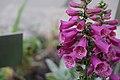 * Nomination A bee landing on a foxglove flower. --SweetCanadianMullet 01:31, 15 August 2017 (UTC) * Decline Nor the bee or the flower is sharp, sorry --Cvmontuy 18:41, 15 August 2017 (UTC)