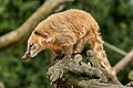 Coati allo zoo di Duisburg