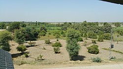 Fields in Naushahro Feroze district