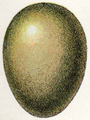 Français : Oeuf de faisan English: Egg of pheasant