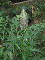 Acanthus balcanicus