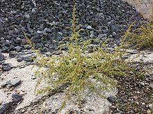 Amaranthus albus sl10.jpg