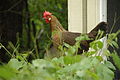 Une poule Leghorn doré-saumoné ("brown") de type Américain.