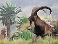 Image 1A Walia Ibex in Simien Mountains National Park, one of the national symbols of Ethiopia, found only in the north of the country (from Ethiopia)