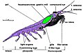 Image 17Body structure of a typical crustacean – krill (from Crustacean)