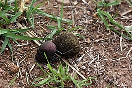 The beetle rolls the ball with its hind legs