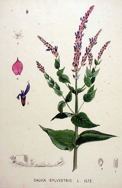 File:Salvia sylvestris — Flora Batava — Volume v20.jpg