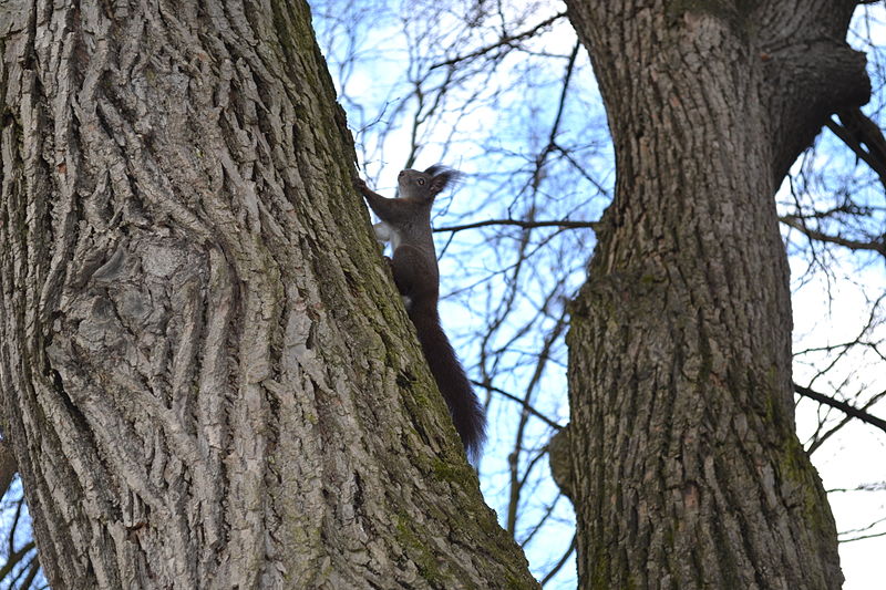 File:Sciurus vulgaris - Lučenec.jpg