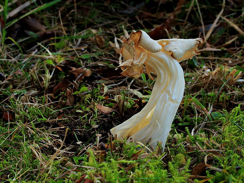 File:Witte kluifzwam (Helvella Crispa). Locatie, Hortus (Haren, Groningen) 02.JPG