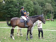 Grand cheval marron de profil monté par une femme