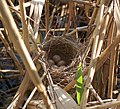 Nest