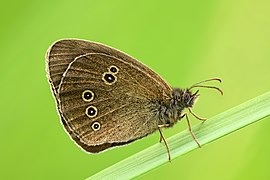 Aphantopus hyperantus (SDG 15)