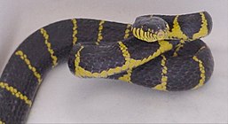 Mangrove Snake, Boiga dendrophila