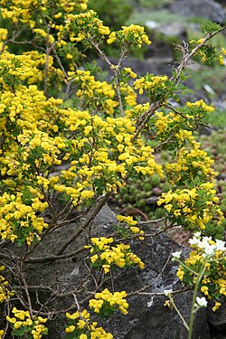 Cytisus emeriflorus